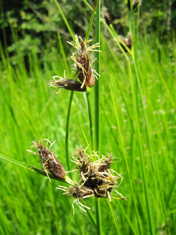 Howardian Local Nature Reserve Sea Club-rush