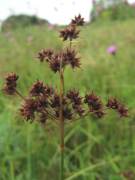 Sharp-flowered Rush