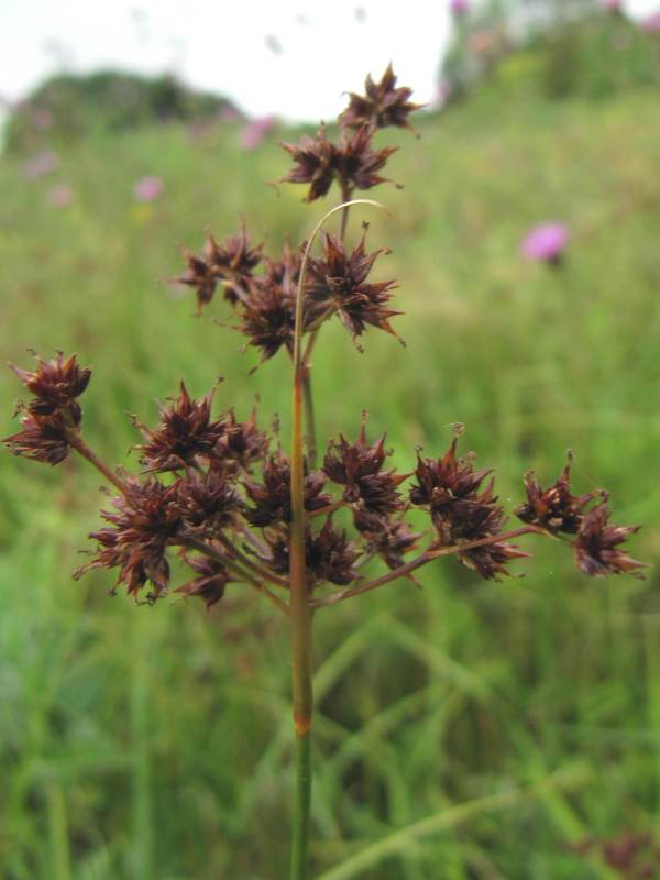 Howardian Local Nature Reserve Common Agrimony