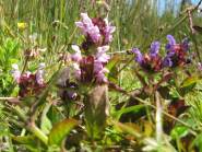 Self-Heal (Pink)