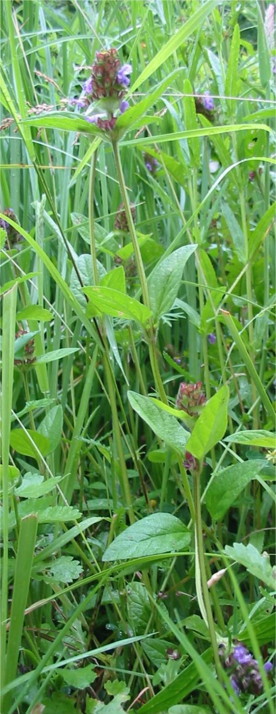 Howardian Local Nature Reserve Self-Heal