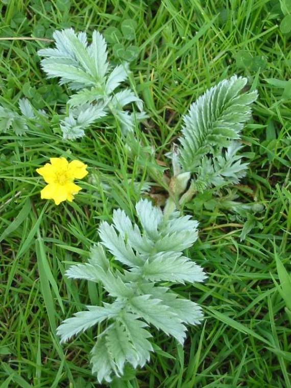 Howardian Local Nature Reserve Silver Weed