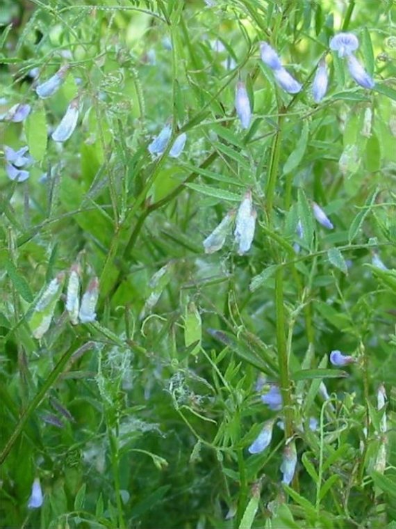 Howardian Local Nature Reserve Smooth Tare