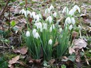 Snowdrop