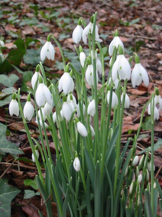 Howardian Local Nature Reserve Snowdrop
