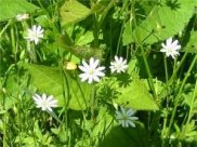 Lesser Stitchwort