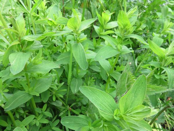 Howardian Local Nature Reserve Square-stalked St John's-Wort