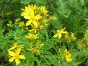 Common/Perforate St John's Wort