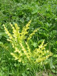 White Common Thistle