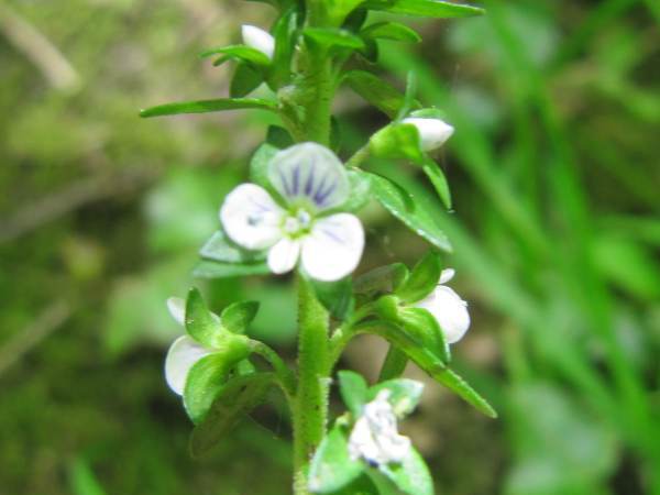 Thyme-leaved Speedwell