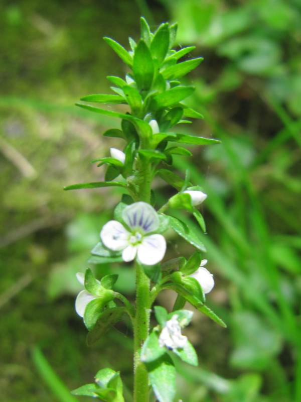 Howardian Local Nature Reserve Lesser Centaury