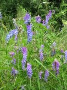 Tufted Vetch