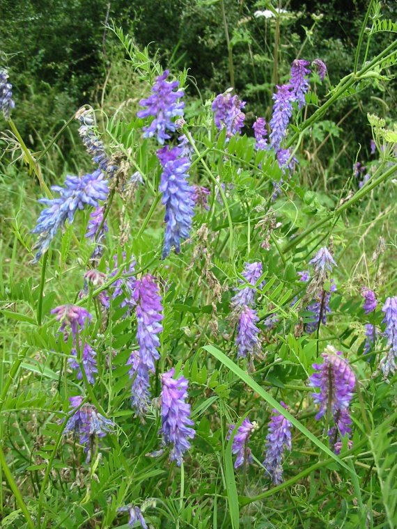 Howardian Local Nature Reserve Tufted Vetch
