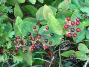 Tutsan fruit