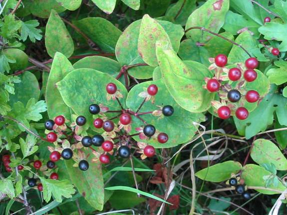 Howardian Local Nature Reserve Tutsan fruit
