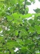 White Bryony bud