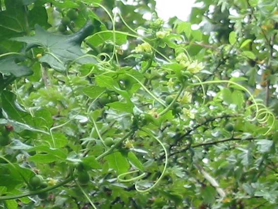 Howardian Local Nature Reserve White Bryony flower