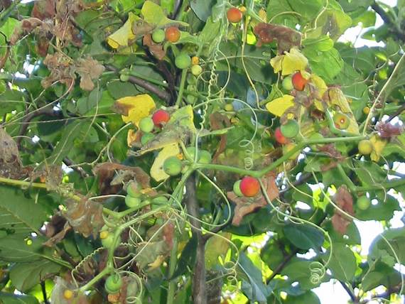 Howardian Local Nature Reserve White Bryony flower