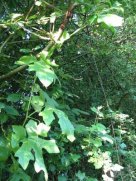 White Bryony