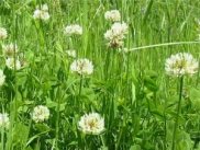 White or Dutch Clover