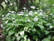 Wild Garlic