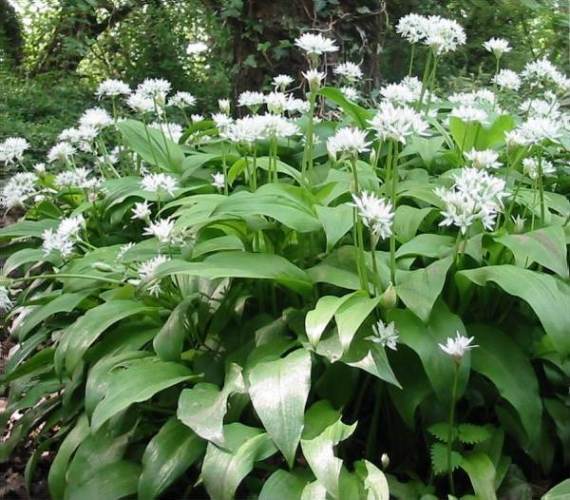 Howardian Local Nature ReserveWild GarlicRamsons