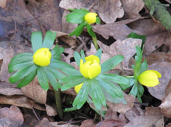 Howardian Local Nature Reserve Winter Aconite