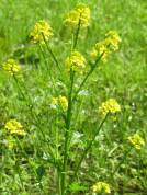 Winter Cress