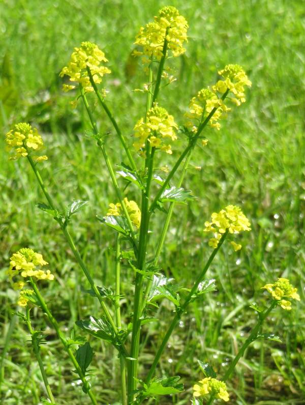 Howardian Local Nature Reserve Winter Cress