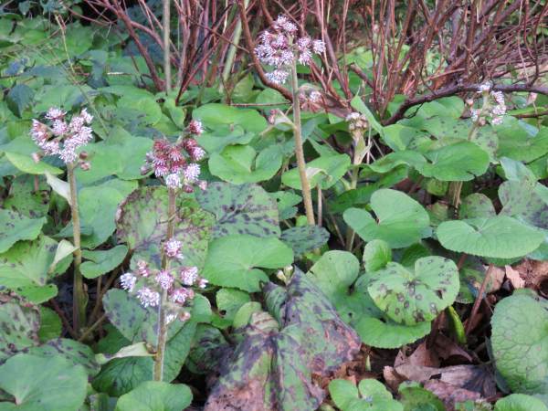 Howardian Local Nature Reserve 
  Winter Heliotrope