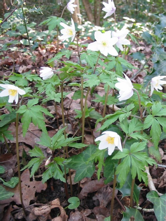 Howardian Local Nature Reserve Wood Anemone
