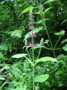 Wood Woundwort