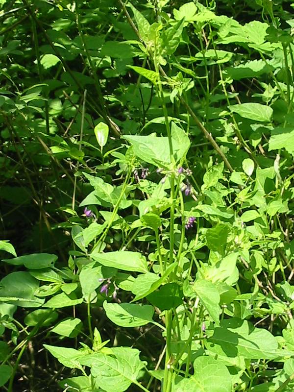 Howardian Local Nature Reserve Woody Nightshade