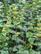 Yellow Archangel