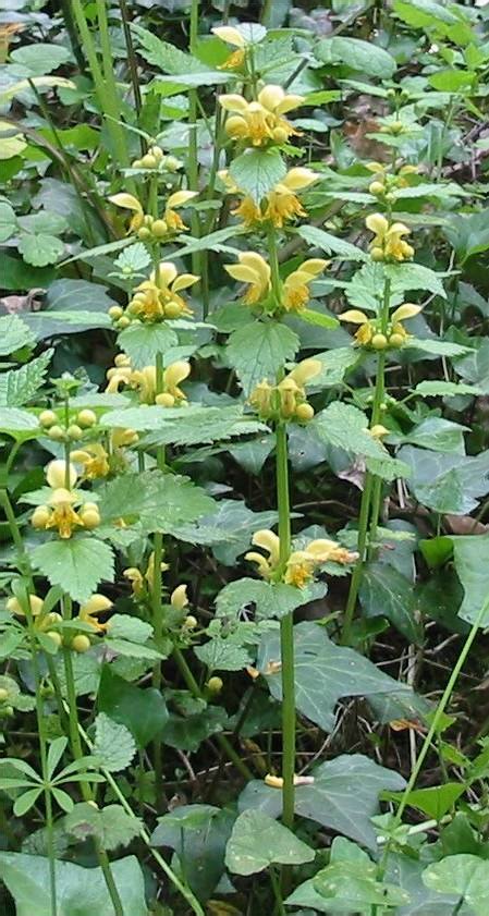 Howardian Local Nature Reserve Yellow Archangel
