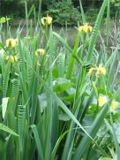 Yellow Flag Iris