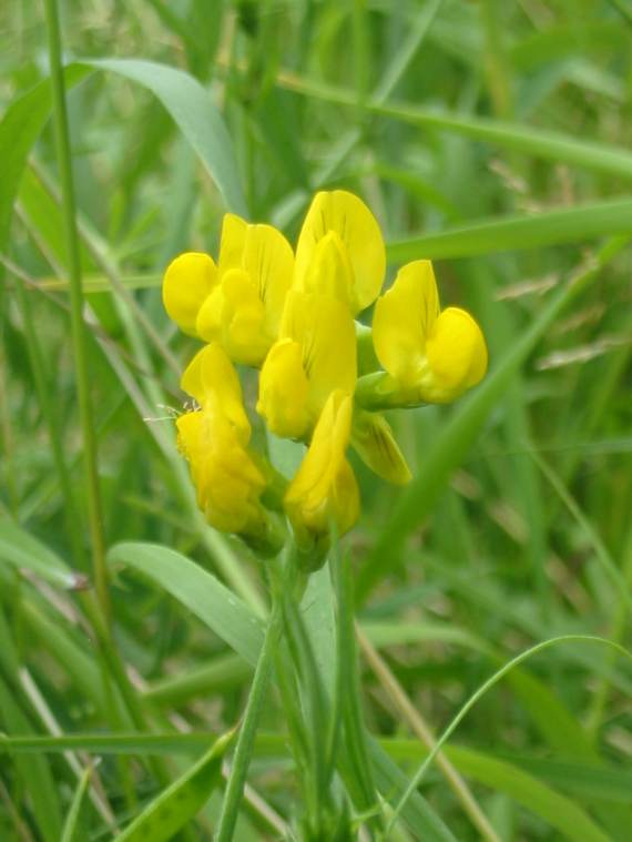 Howardian Local Nature Reserve Yellow Meadow Vetchling flower