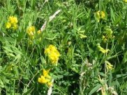 Yellow Meadow Vetchling