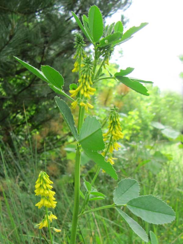Howardian Local Nature Reserve Yellow Melilot