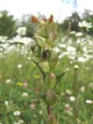 Yellow Rattle