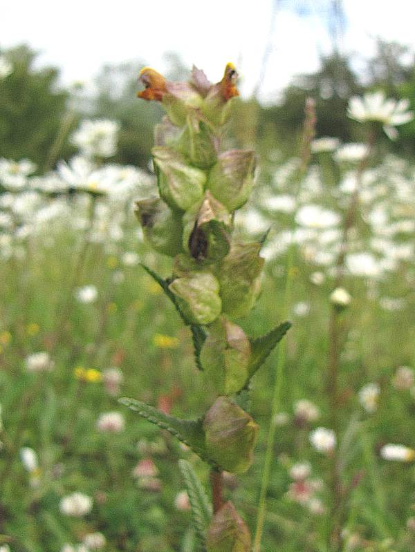 Howardian Local Nature ReserveYellow Rattle