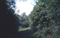 Howardian Local Nature Reserve 1994