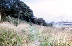 Howardian Local Nature Reserve 1974