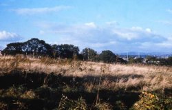 Howardian Local Nature Reserve 1974