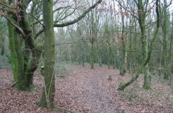 Howardian Local Nature Reserve 2009