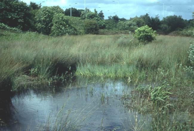 Howardian Local Nature Reserve 1974