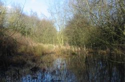 Howardian Local Nature Reserve 2009