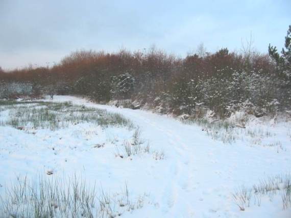 Howardian Local Nature Reserve Snow 2009