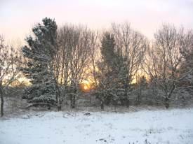 Sunrise through Trees