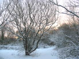 Tree near pond